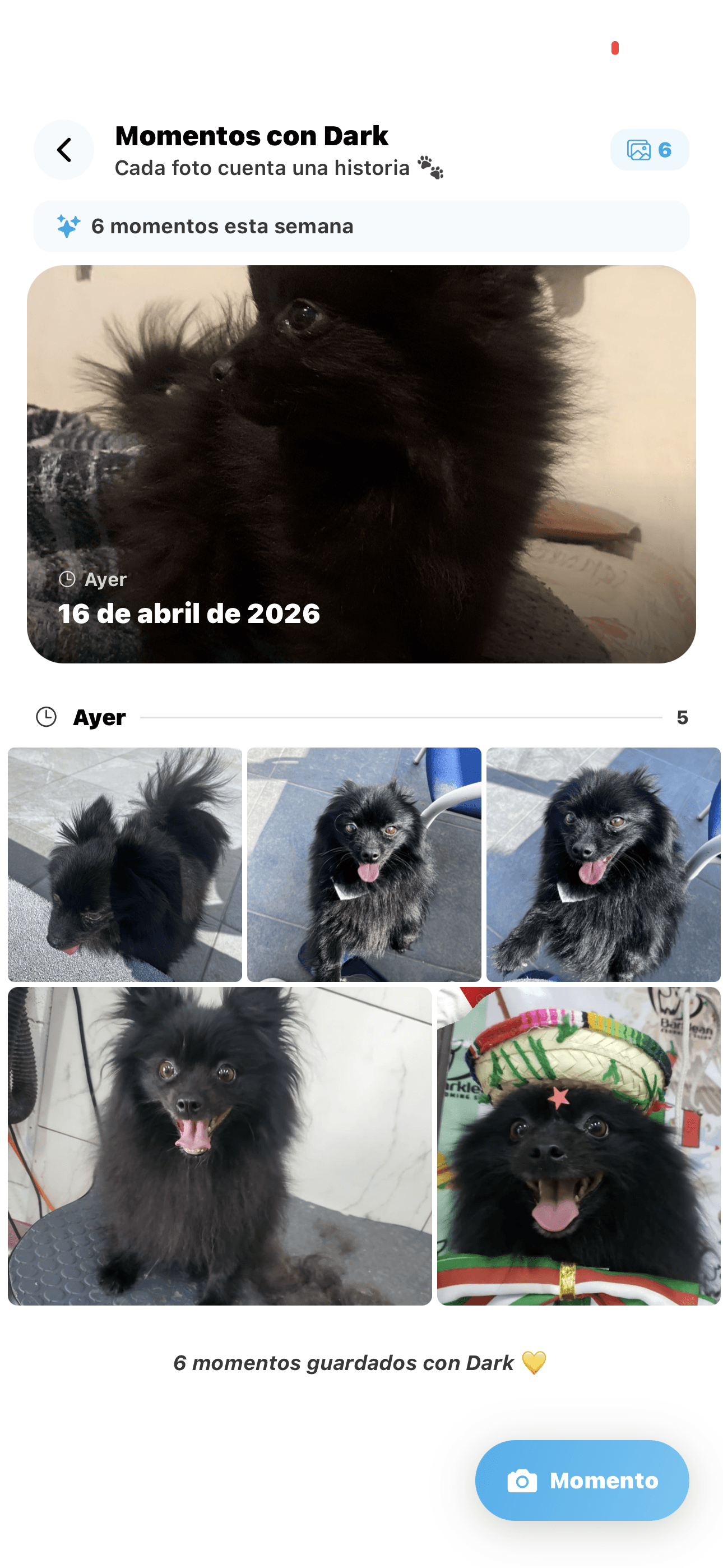 Feed de Momentos en Binpet
